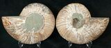 Polished Ammonite Pair - Million Years #17684-1